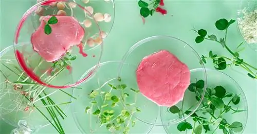 На пути к широкому распространению культивированного мяса?
