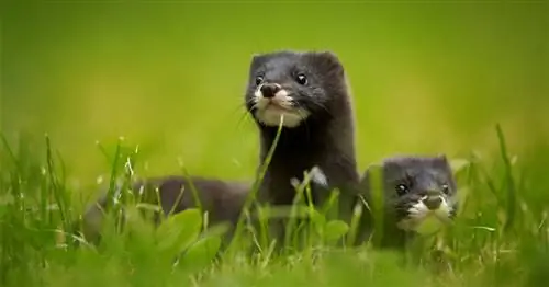 В обычном биоразнообразии сохраним европейскую норку