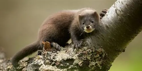 Европейская норка