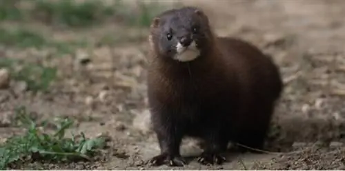 Европейская норка