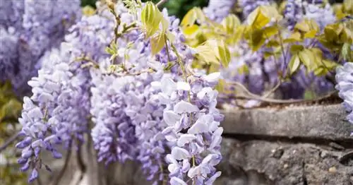 Что нужно знать, чтобы успешно обрезать глицинию