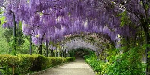 обрезка глицинии