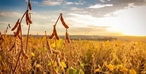 экологические субсидии