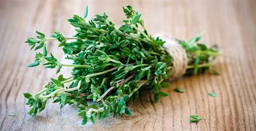 тимьян, вербена, алтей, здоровье растений, винный эликсир