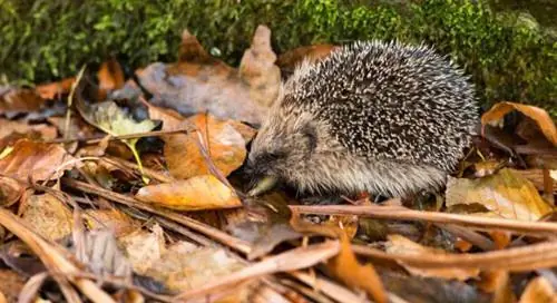 натуральный против слизняков