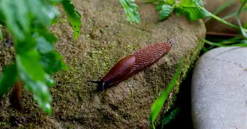 Натуральное средство против слизней: держите слизней подальше в органическом саду