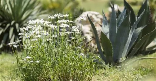 Экономия воды в саду: ксерискейпинг или безводное садоводство