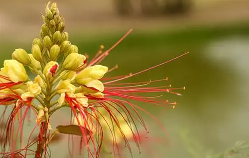xeriscapeing снижение потребления воды экономия