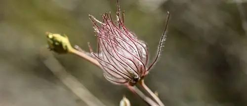 xeriscapeing снижение потребления воды экономия