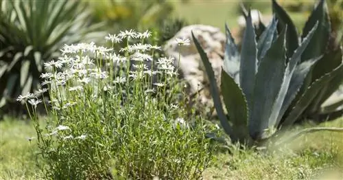 Экономия воды в саду: ксерискейпинг или садоводство без воды