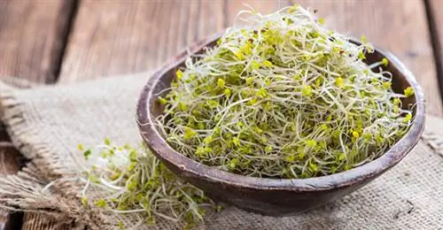 проросшие семена