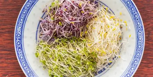 проросшие семена