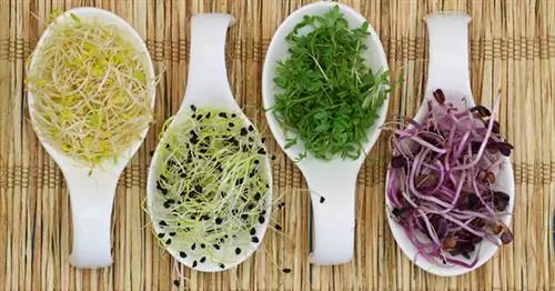 проросшие семена