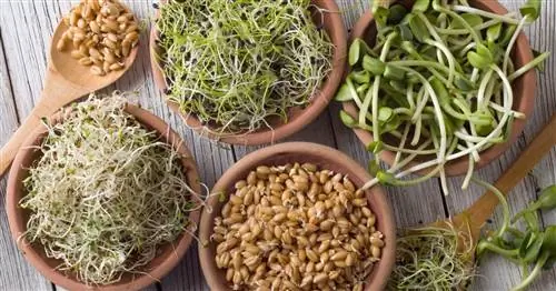 Проросшие семена хороши