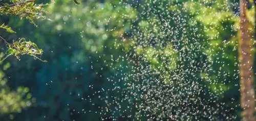 как избавиться от мошек