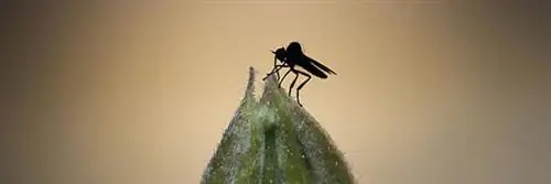 как избавиться от мошек