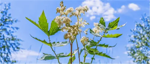 рецепты от болей и болей