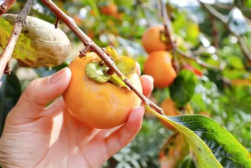 Урожай хурмы в декабре Урожай хурмы в декабре