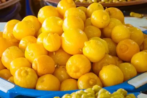 засахаренные лимоны