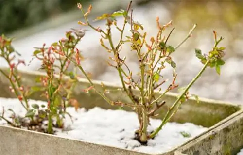 зимний сад на балконе