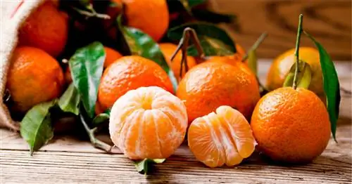 Клементин: все советы по его выбору, хранению и приготовлению