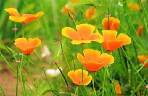 травяной чай для сна, растение для сна, натуральное снотворное, мак-калифорнийское-цветковое-растение-найти-спать-спать