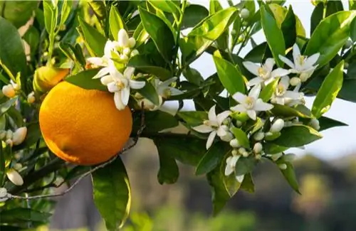 травяной чай для сна, растение для сна, натуральное снотворное, растение-цветок апельсина, чтобы уснуть-найти-спать