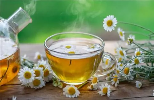 травяной чай для сна, растение для сна, натуральное снотворное, ромашка-цветок-поле-лепестки-пуговица-стебель-5