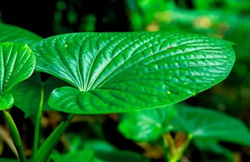 травяной чай для сна, растение для сна, натуральное снотворное, ромашка-цветок-поле-лепестки-пуговица-стебель-5