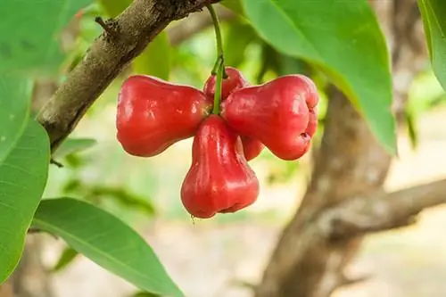 Малоизвестный фрукт - малаккское яблоко.