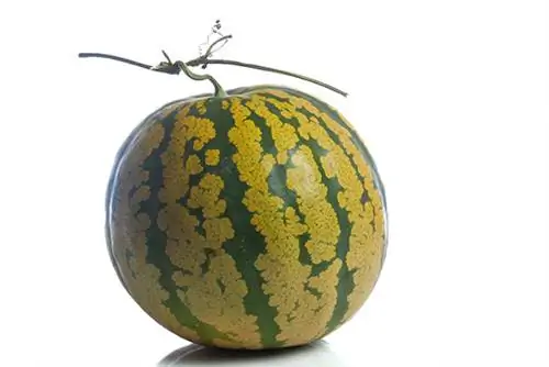 Малоизвестный фрукт, гигерин