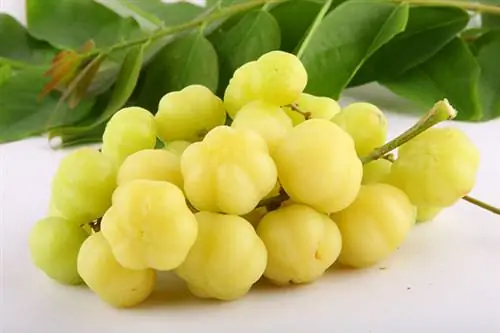 Малоизвестный фрукт - звездчатый крыжовник.