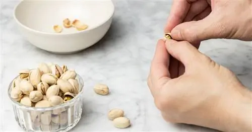 Переработка скорлупы фисташек: 6 гениальных советов для сада и дома