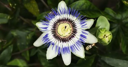 10 ярких и оригинальных комнатных растений, которые украсят дом посреди зимы!