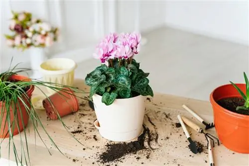 Цикламен, цветущее комнатное растение