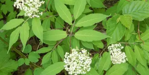 навоз бузины