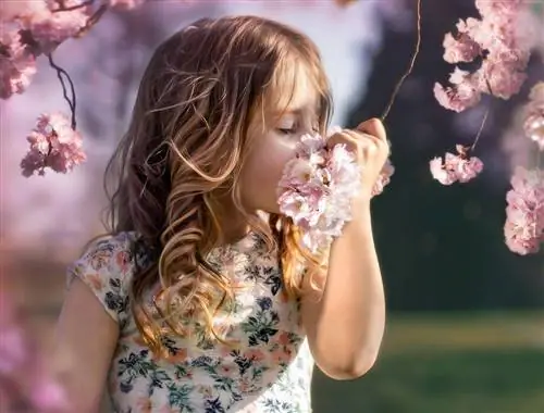 Почему моя японская вишня не цветет?