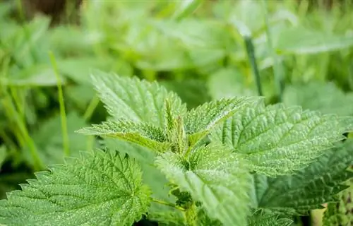 средство от сорняков-эко-трава-растение-крапива