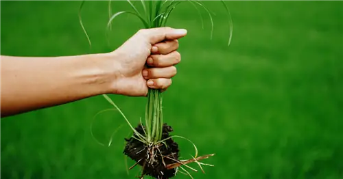 Как сделать натуральное средство от сорняков своими руками