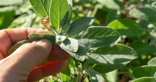 Полное руководство по посадке шалфея: советы и рекомендации