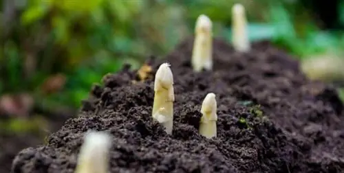 белая спаржа