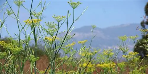 пищеварение фенхеля