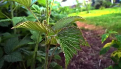 клубнично-малиновая мульча