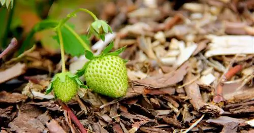 В апреле и мае не забудьте мульчировать клубнику и малину