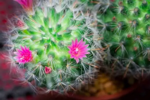 очищать, обеззараживать растения