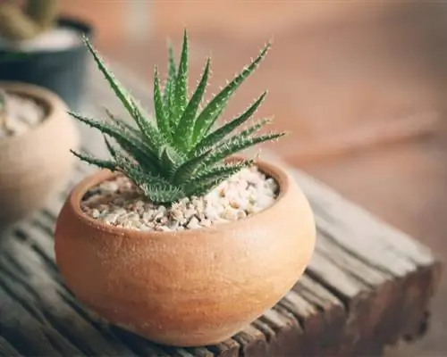 очищать, обеззараживать растения