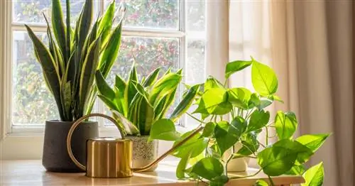 5 растений, очищающих вашу комнату от загрязнения