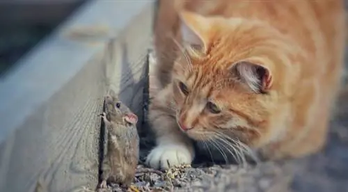 средство от крыс