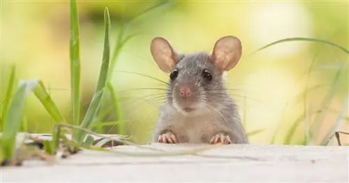 5 натуральных советов, как отпугнуть грызунов в саду