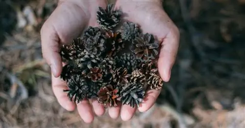Знать, когда поливать: кончик сосновой шишки для оптимального полива
